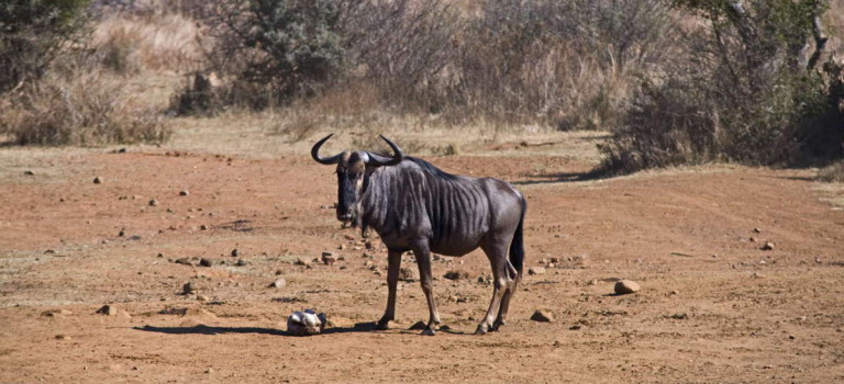 Infopost: Pilanesberg National Park, Safari Game Drive, Südafrika