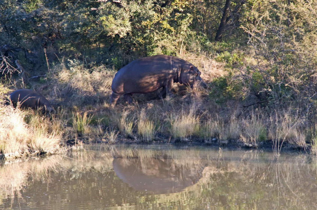 Hippo mit Nachwuchs