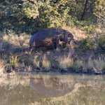 Hippo mit Nachwuchs