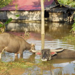 Vietnam-Kambodscha-Thailand 167